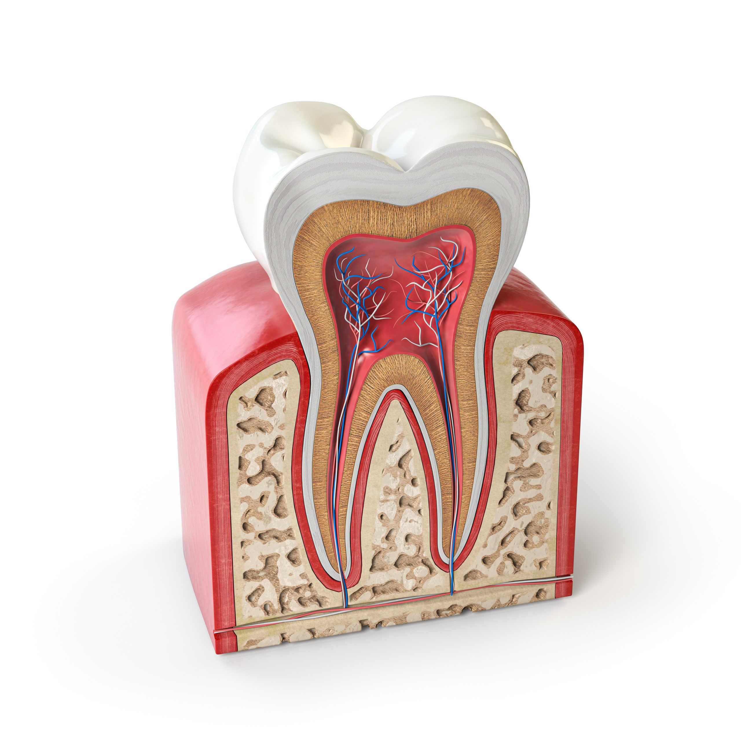 Dental tooth anatomy